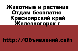 Животные и растения Отдам бесплатно. Красноярский край,Железногорск г.